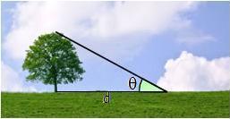 árbol y ángulo theta