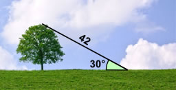 árbol trigonométrico 42m a 30 grados
