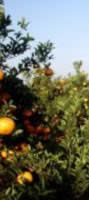 huerto de naranjas