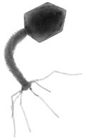 ilustración de cabeza icosaédrica de bacteriófago