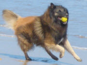 perro corriendo pelota