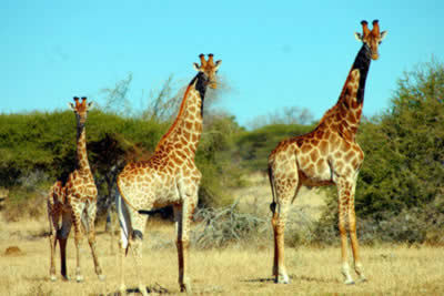 altura de jirafas