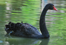 Cisne Negro