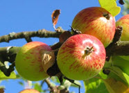 árbol de manzanas
